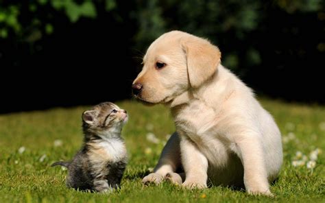 Free Cute Dog and Cat Wallpaper HD | Cute baby dogs, Baby dogs, Cute ...