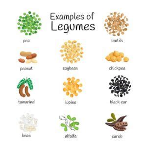 20 Examples of Legumes – HowForKids