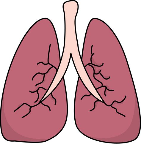 Free Lungs Outline Cliparts, Download Free Lungs Outline Cliparts png ...