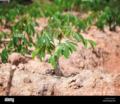 Cassava tree hi-res stock photography and images - Alamy