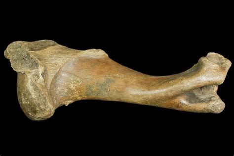 14.5" Pleistocene Aged Fossil Bison Humerus Bone - Kansas (#150449) For ...