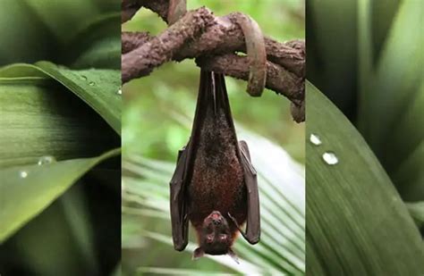 Vampire Bat - Description, Habitat, Image, Diet, and Interesting Facts