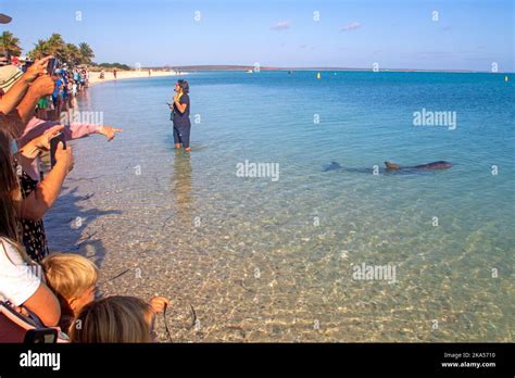 Bottlenose dolphin at the morning feeding at Monkey Mia Stock Photo - Alamy