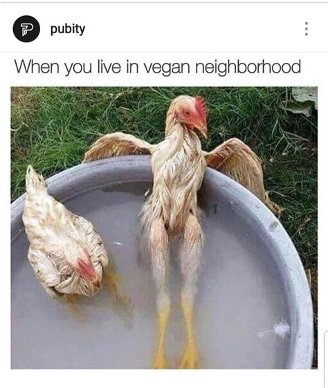 Best Chicken Memes Images In Chicken Humor | Hot Sex Picture