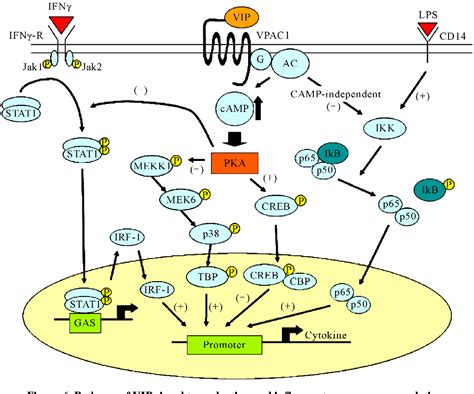 Table 1 from Vasoactive Intestinal Peptide (VIP) and VIP Receptors-Elucidation of Structure and ...