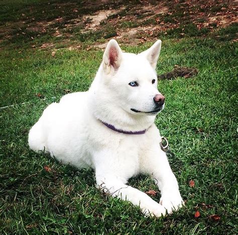 38 Excited Husky Akita Inu Photo HD - Bleumoonproductions