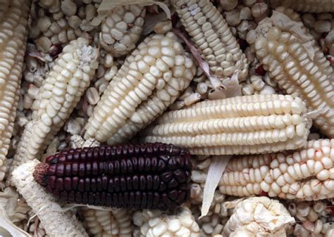 Mexico, Cradle of Corn, Finds Its Noble Grain Under Assault – Haiti Chery