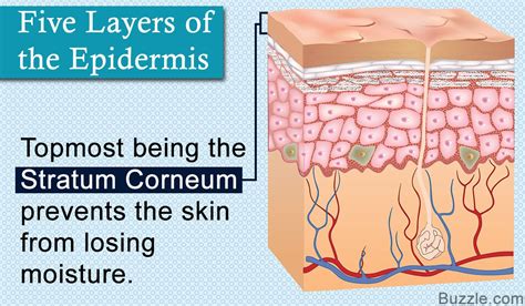 Which Stratum Is the Deepest Layer of the Epidermis