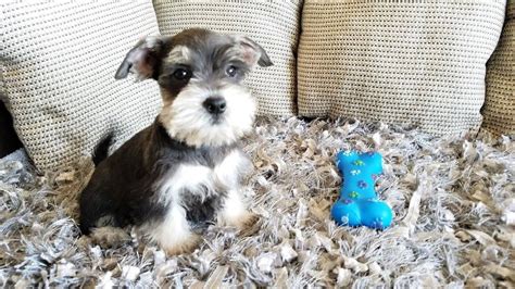 Miniature Schnauzer Puppies For Sale | Thousand Oaks, CA | Schnauzer puppy, Miniature schnauzer ...