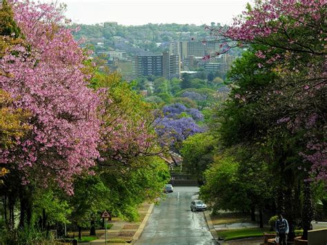 Jacaranda Trees Burst into Colour in Pretoria, South Africa - SAPeople ...