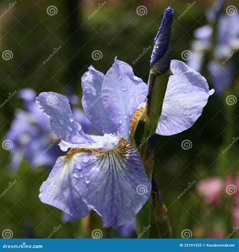 Japanese blue iris stock image. Image of iris, petals - 25191533