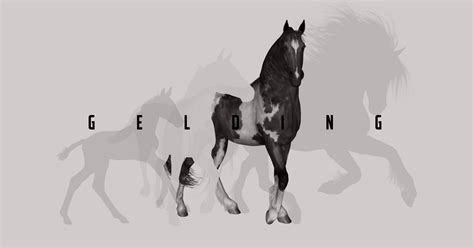 Gelding – Human and Horse