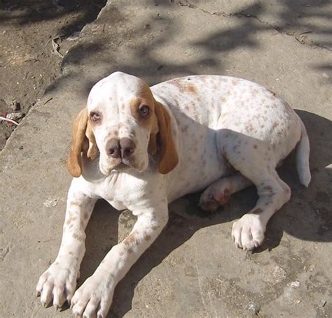 Catalburun | This breed is a Turkish Pointer, and is readily… | Flickr