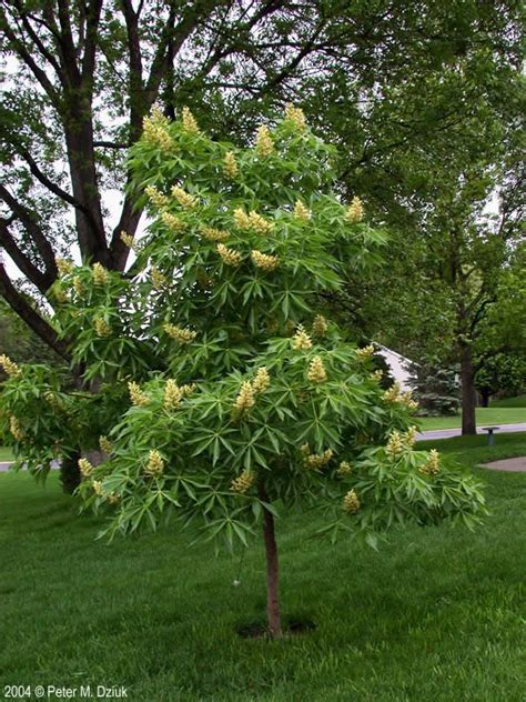 Aesculus glabra, Ohio Buckeye, Zone 4, H&S: 20-30’, yellow-green | Plants, Summer flowers ...