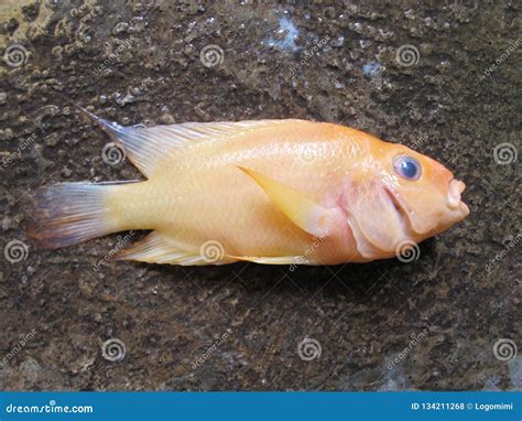 Red Devil Fish Laying on the Ground, Water Pollution Concept Stock Photo - Image of animal, dead ...