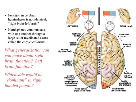 PPT - CNS PowerPoint Presentation, free download - ID:889615