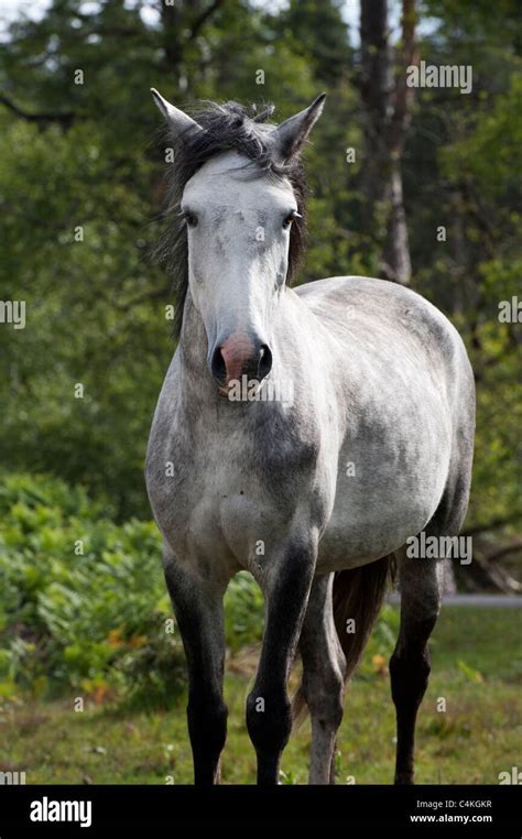 New Forest Pony Stock Photo - Alamy