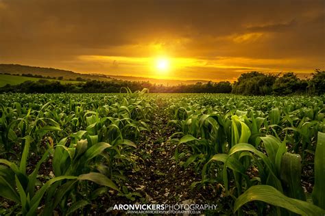 Corn Field Sunset | Sunset on a stormy day over corn fields | Aron ...