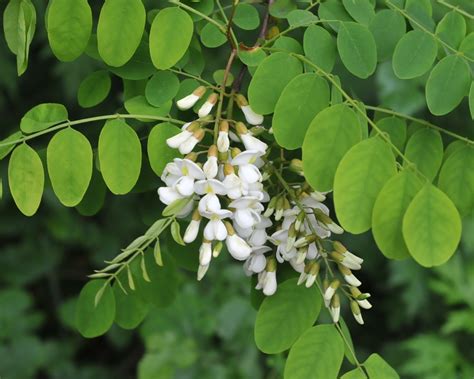 Black Locust (Robinia pseudoacacia) - Great Plains Nursery