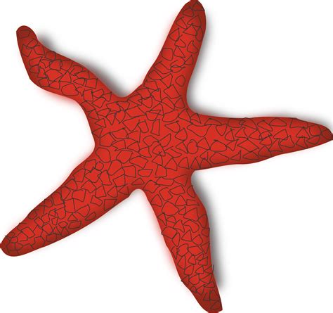 Starfish PNG File | PNG All