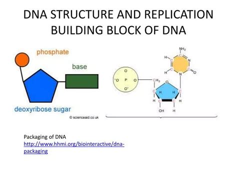 building blocks of nucleic acids - building blocks