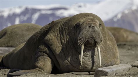 an elephant laying on the ground with mountains in the background