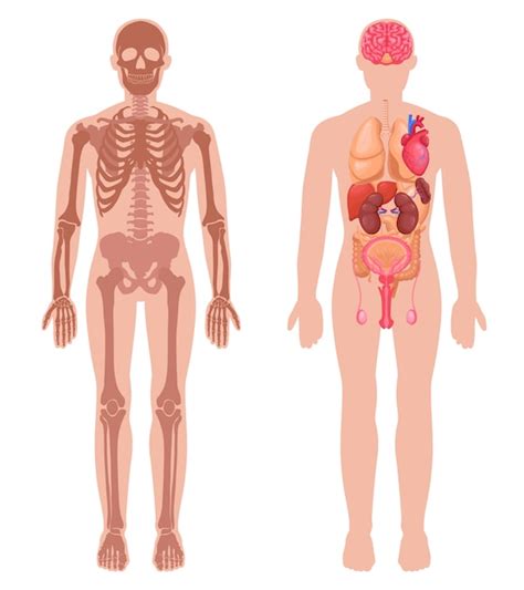 Human Anatomy Hd Images Free - Infoupdate.org