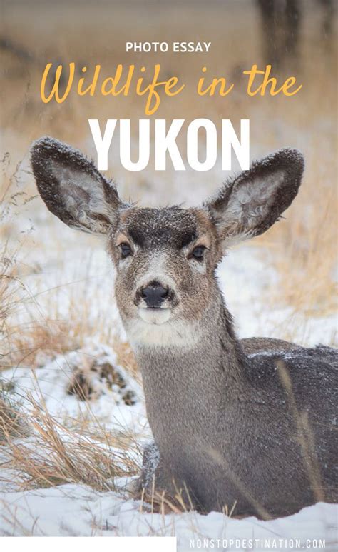 Photo Essay: Meet the animals from the Yukon Wildlife Preserve - Canada - Non Stop Destination ...