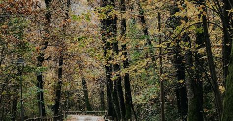 Empty Road in Forest in Autumn · Free Stock Photo