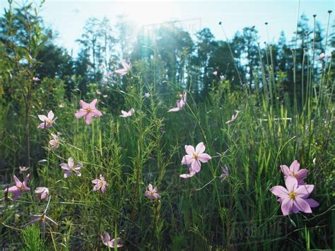 Purple flowers growing in grassy field - Stock Photo - Dissolve