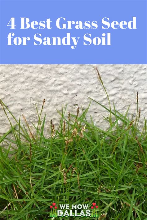 4 Best Grass Seed for Sandy Soil | Best grass seed, Grass seed, Sandy soil