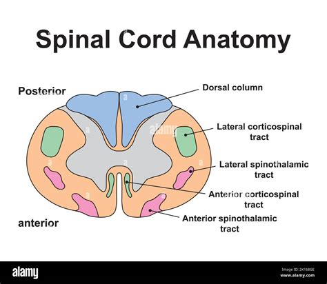 Corticospinal tract anterior Stock Vector Images - Alamy