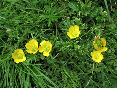 Buttercups, Ranunculus