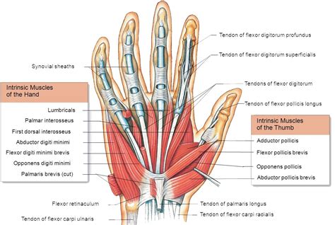 finger pain — Blog — Back Pain and Headache Specialist - Burke VA ...