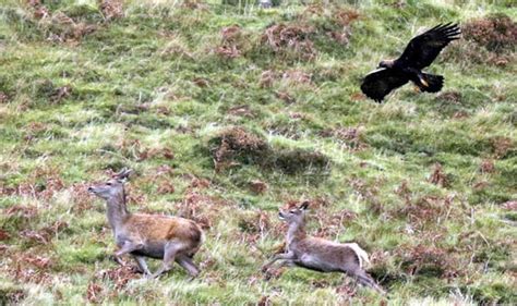 Captured on camera – golden eagle attacks deer on Mull | UK | News | Express.co.uk