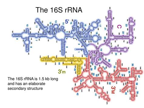 16s Rrna Structure