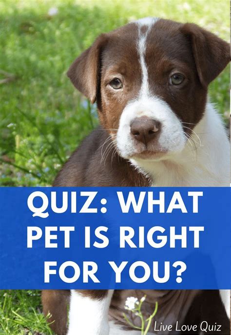 Quiz: What Pet is Right For You? | Dog quiz, Quiz, Pets