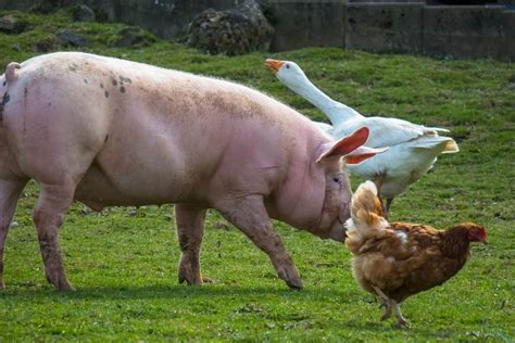 Can You Raise Pigs and Chickens Together?