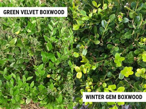 Green Velvet Boxwood vs Winter Gem: What Is The Difference? – World of ...