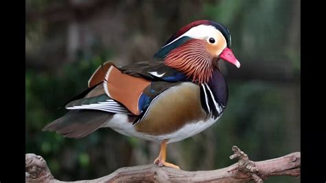 Mandarin duck Facts Interesting Facts about Mandarin duck Facts about Mandarin duck - YouTube