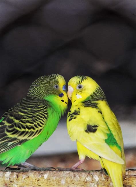 Parakeet sounds | What do they mean? - Parrot Essentials