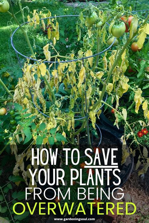 How to Save Your Plants From Being Overwatered | Plants, Planting ...