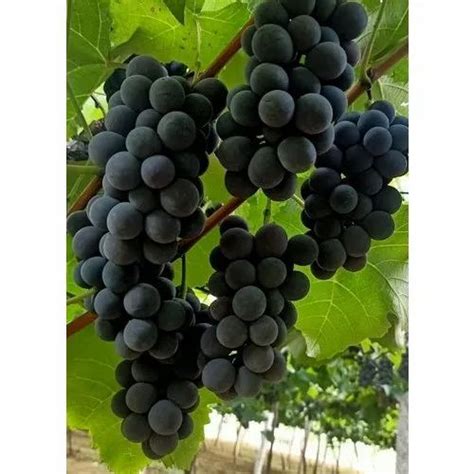 A Grade Black Grapes With Seeds at Rs 47000/ton in Pune | ID: 22470556912