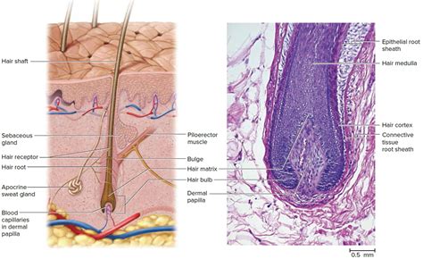 Hair - Shaft, Follicle, Structure, Hair Bulb - Root & Function