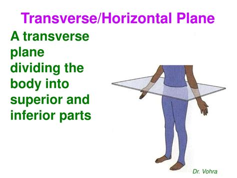 Transverse Plane