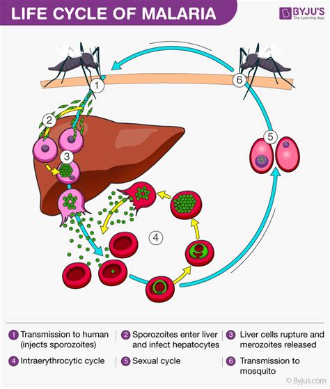 Malaria Life Cycle Diagram Ncert