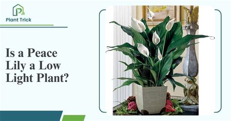 Is A Peace Lily A Low Light Plant? Find Out Here