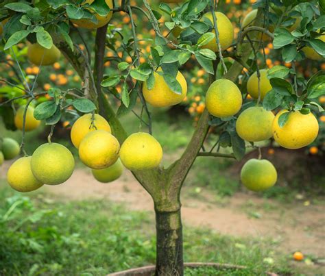 What Fruit Trees Are Common To Florida? - Tampa Tree