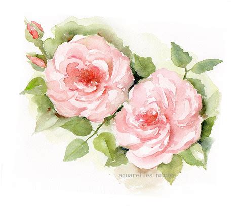 Garden roses Original watercolor painting Pink roses Floral