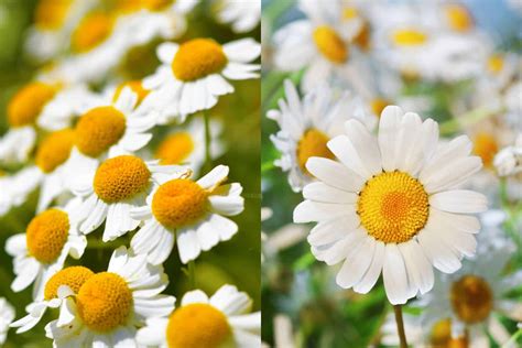 6 Things To Help Distinguish Between Feverfew vs Chamomile